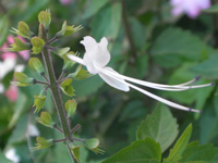 写真「ネコノヒゲ〔猫の髭〕の花」