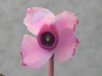 写真「ガーデン・シクラメンの花」