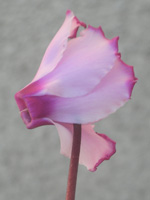 写真「ガーデン・シクラメンの花」