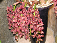 写真「シンビジウム〔Cymbidium〕の花」