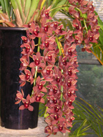 写真「シンビジウム〔Cymbidium〕の花」