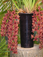 写真「シンビジウム〔Cymbidium〕の花」