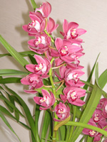 写真「エイコウ〔Eikoh〕の花」