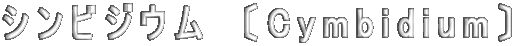 シンビジウム　〔Cymbidium〕 