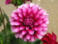 写真「ダリア〔Dahlia〕の花」