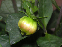 写真「ダリア〔Dahlia〕の花」