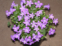 ベルフラワー（オトメギキョウ）の花