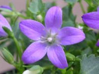 ベルフラワー（オトメギキョウ）の花