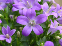 ベルフラワー（オトメギキョウ）の花