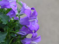 ベルフラワー（オトメギキョウ）の花