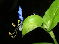 写真「ツユクサ〔露草〕の花」