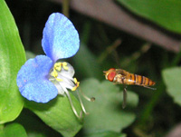 写真「ツユクサ〔露草〕の花」