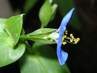 写真「ツユクサ〔露草〕の花」
