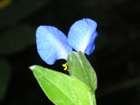 写真「ツユクサ〔露草〕の花」