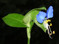 写真「ツユクサ〔露草〕の花」