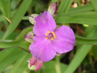 写真「ムラサキツユクサの花」
