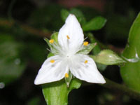 写真「トキワツユクサの花」