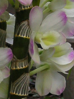 写真「デンドロビウム〔Dendrobium〕の花」