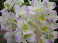写真「デンドロビウム〔Dendrobium〕の花」