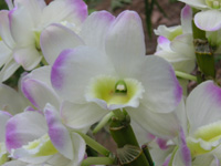写真「デンドロビウム〔Dendrobium〕の花」