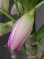 写真「デンドロビウム〔Dendrobium〕の花」