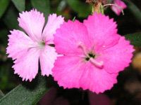 写真「ダイアンサス〔Dianthus〕の花」