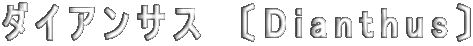ダイアンサス　〔Dianthus〕 