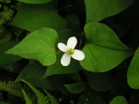 写真「ドクダミ〔毒痛み〕の花」