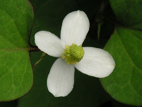 写真「ドクダミ〔毒痛み〕の花」