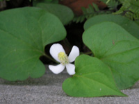 写真「ドクダミ〔毒痛み〕の葉」