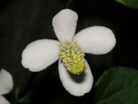 写真「ドクダミ〔毒痛み〕の花」