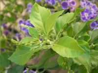 写真「デュランタの花」