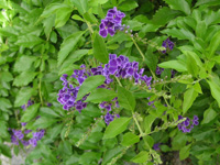 写真「デュランタの花」