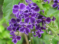 写真「デュランタの花」