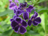 写真「デュランタの花」