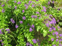 写真「デュランタの花」