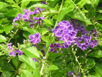 写真「デュランタの花」