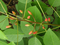 写真「アメリカデイゴ〔亜米利加梯梧〕の花の蕾」