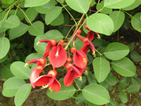 写真「アメリカデイゴ〔亜米利加梯梧〕の花」