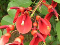 写真「アメリカデイゴ〔亜米利加梯梧〕の花」