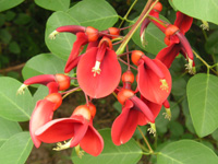 写真「アメリカデイゴ〔亜米利加梯梧〕の花」