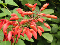 写真「アメリカデイゴ〔亜米利加梯梧〕の花」