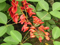 写真「アメリカデイゴ〔亜米利加梯梧〕の花」