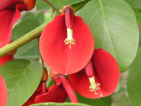 写真「アメリカデイゴ〔亜米利加梯梧〕の花」