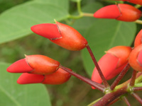 写真「アメリカデイゴ〔亜米利加梯梧〕の花」