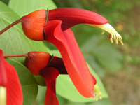 写真「アメリカデイゴ〔亜米利加梯梧〕の花」