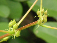 写真「アメリカデイゴ〔亜米利加梯梧〕の花の蕾」