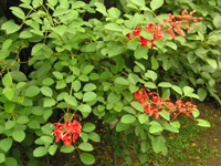 写真「アメリカデイゴ〔亜米利加梯梧〕の花」