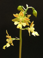 エビネ〔海老根〕の花（写真）