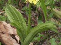 エビネ〔海老根〕の葉（写真）